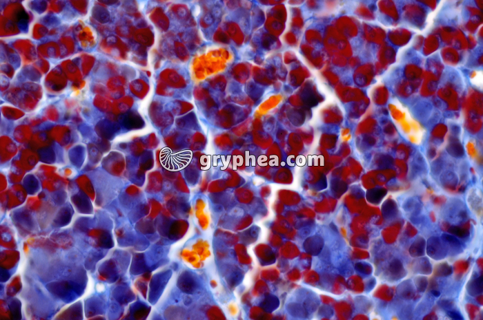 Hypophyse antérieure x160 - gryphea.com